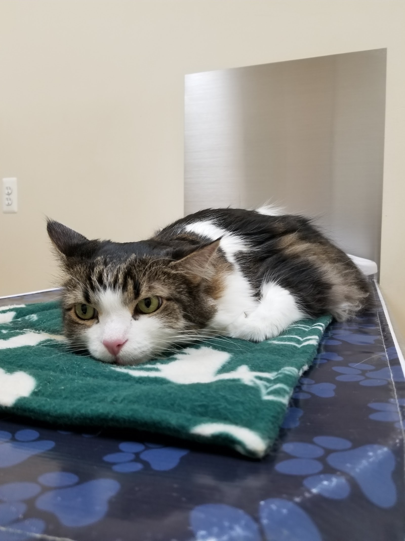 Macomb Center Veterinary Hospital — photo