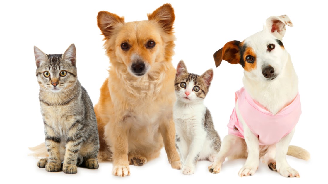 Pets Ahoy Animal Hospital — photo