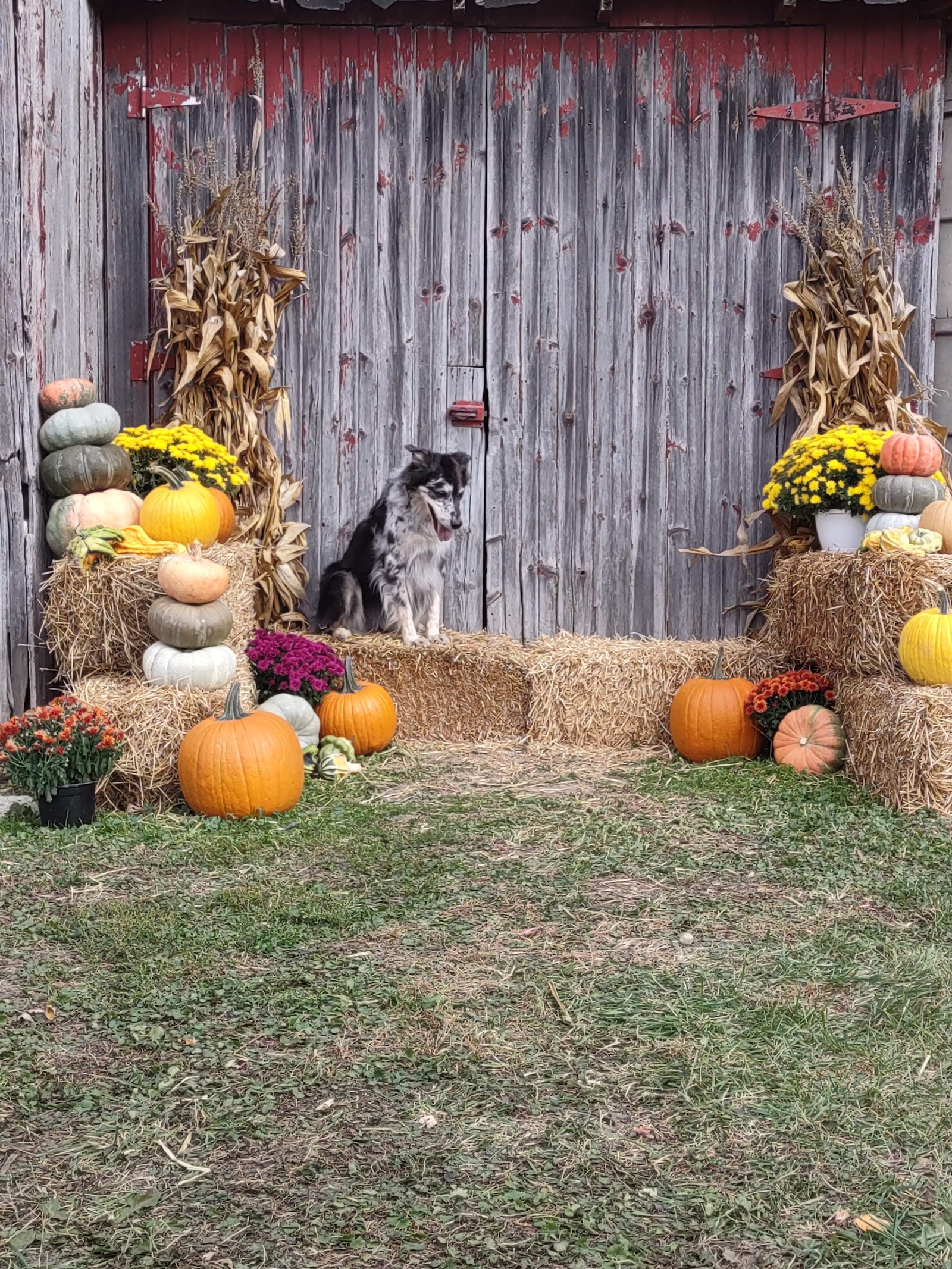 Schramm's Country Kennel in Macomb